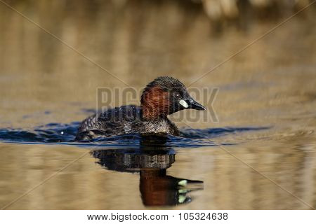 Little Grebe