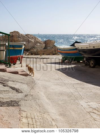 Wild cat near the Lapsi, Malta