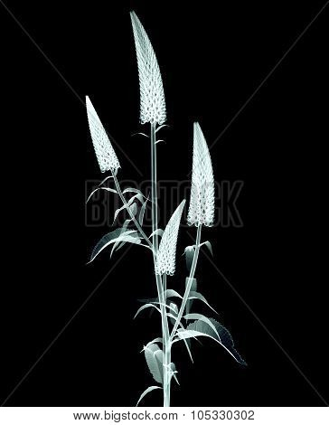X-ray Image Of A Flower Isolated On Black , The Gooseneck Loosestrife