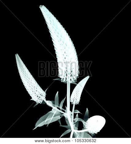 X-ray Image Of A Flower Isolated On Black , The Gooseneck Loosestrife