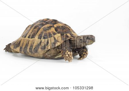 Greek Land Tortoise, Testudo Hermanni