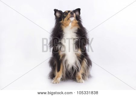 Shetland Sheepdog, Isolated
