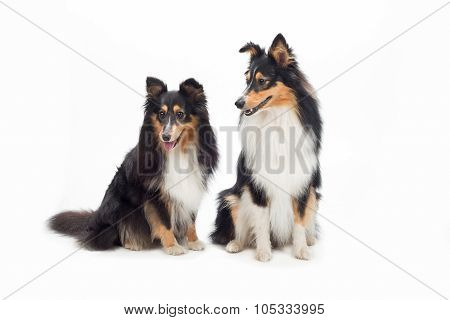Two Shetland Sheepdogs Sitting, Isolated