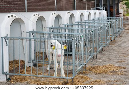 Newborn Calf Stands Next To The Calf Pen