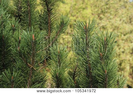 spruce