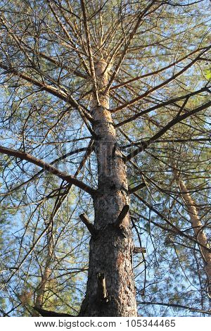 tree