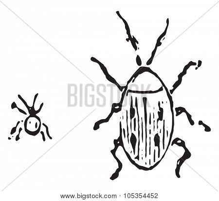 Larder beetle, vintage engraved illustration.