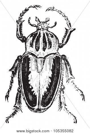 Goliath beetles, vintage engraved illustration.
