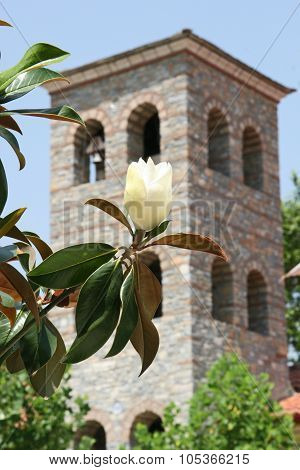 Ficus Flower