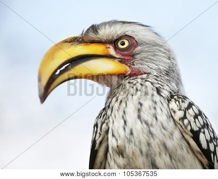 yellow-billed hornbill (Tockus flavirostris), South Africa.