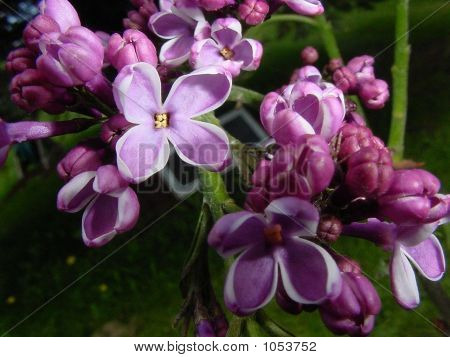 Lilacs ในบลูม