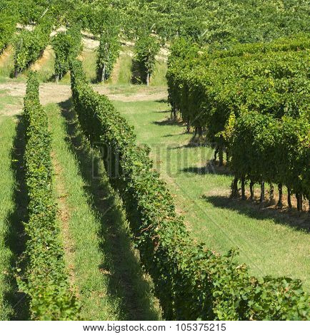 Vineyards In Oltrepo Pavese (italy)