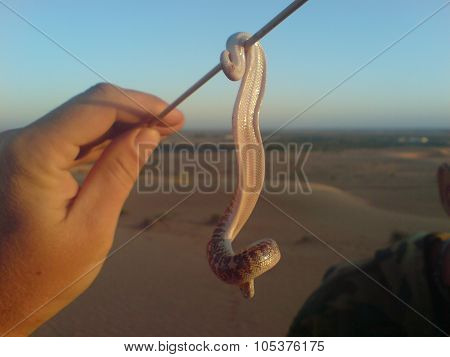 Snake on a stick. Nonpoisonous snake inhabitant of the desert.
