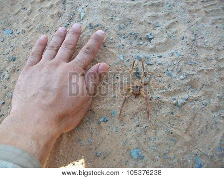Comparison of the sizes of a Solifugae with the palm size. Animal deserts.