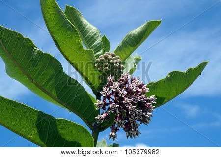 Common Milkweed Flower