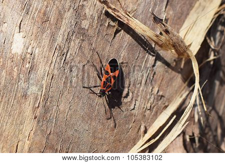 Red Bugs