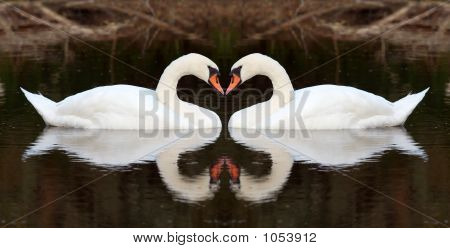 Swan Affecion (absztrakt szív)