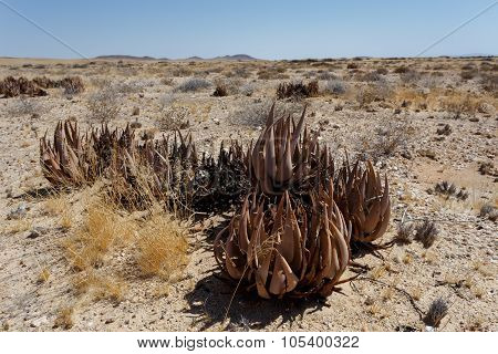 Flowering Aloe In The Namibia Desert