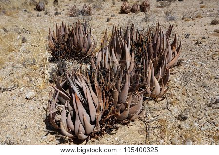 Flowering Aloe In The Namibia Desert