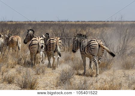 Zebra In African Bush