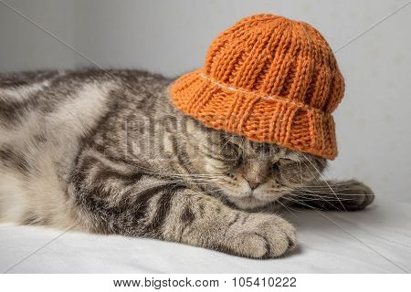 funny gray striped scottish fold cat with a orange winter hat on his head lies on a table