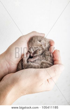 funny newborn tabby kitten Scottish Fold lies in female hands and sweetly asleep, curled up