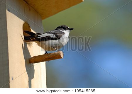 Pied Flycatcher At The Nestling Box In Spring