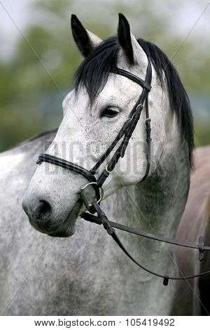 Side View Headshot Of A Fleabitten Grey Horse With Leather Harness