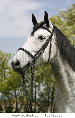 Portrait Of A Fleabitten Grey Horse With Leather Harness