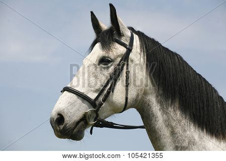 Beautiful Fleabitten Grey Horse With Leather Harness In Summer Corral