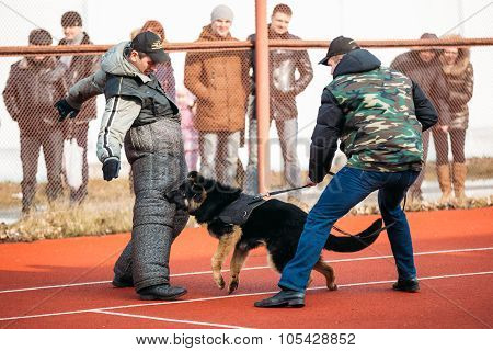 German shepherd dog training in Gomel Regional sports club and d