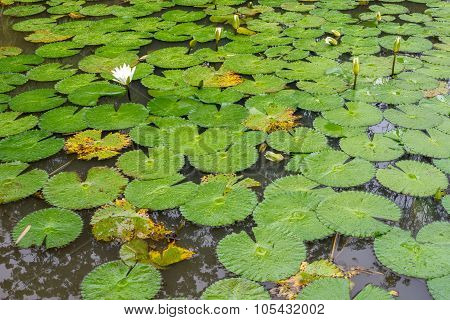White Lotus Waterlily