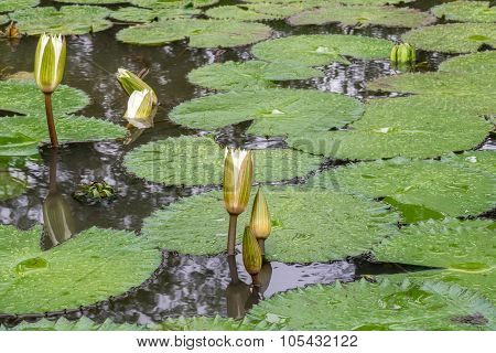 White Lotus Waterlily