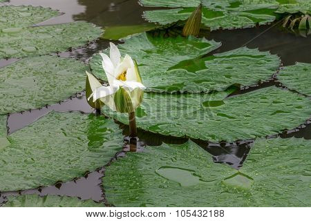 White Lotus Waterlily