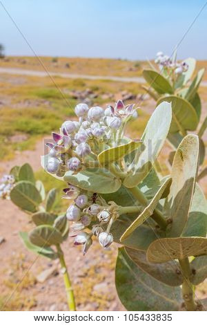 Calotropis procera (Asclepiadaceae) in south region of Morocco
