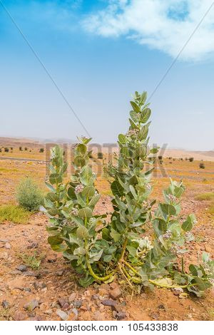 Calotropis procera (Asclepiadaceae) in south region of Morocco