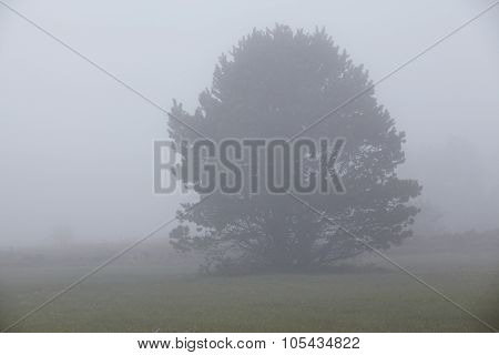 Amrum (germany) - Tree At Fog