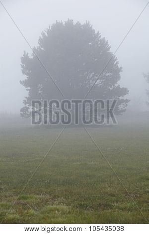 Amrum (germany) - Tree At Fog