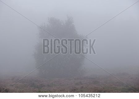 Amrum (germany) - Tree At Fog