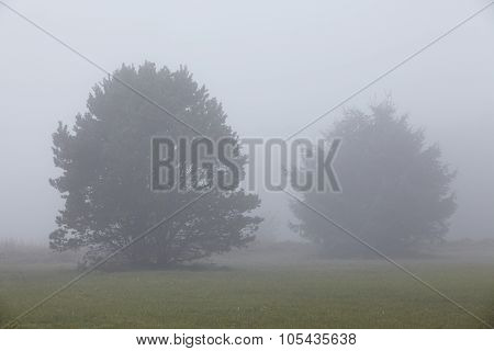 Amrum (germany) - Two Trees At Fog