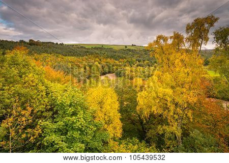 Autumn Canopy From Lambley Viaduct