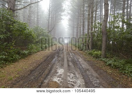 Amrum (germany) - Forest Path At Fog
