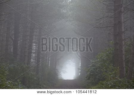 Amrum (germany) - Forest At Fog