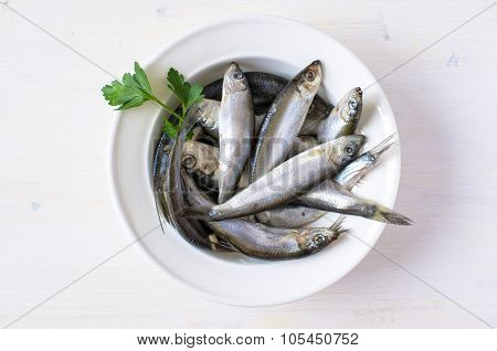 Sprat