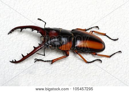 Stag beetle isolated on background