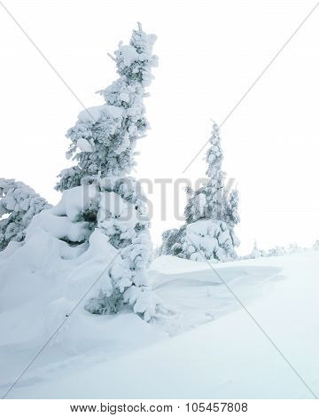 Winter landscape of snowy pine trees