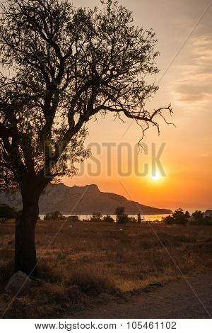 Tree Silhouette On Sunset Background, Aegina, Greece