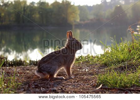 Wild rabbit