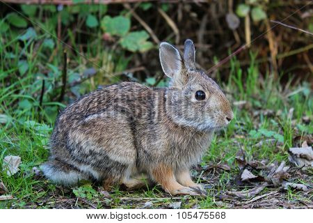 Rabbit