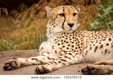 Cheeta Resting In A Shade